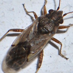 Nysius thymi